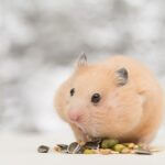 how long can hamsters keep food in their cheeks?