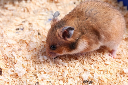 how much bedding do hamsters need?