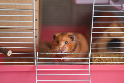 how much does it cost to own a hamster per year?