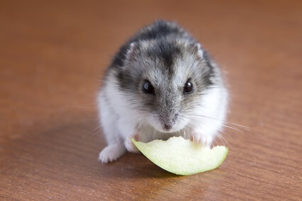 how often can hamsters have fruit?