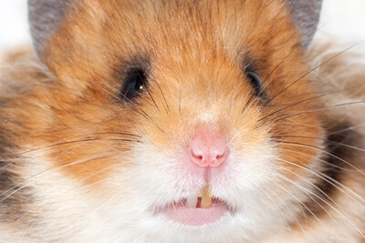 how quickly do hamsters teeth grow?