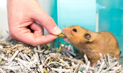 how to build a bond with your hamster