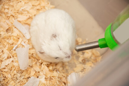 how to care for an elderly hamster