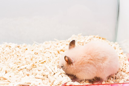 how to change hamster bedding?