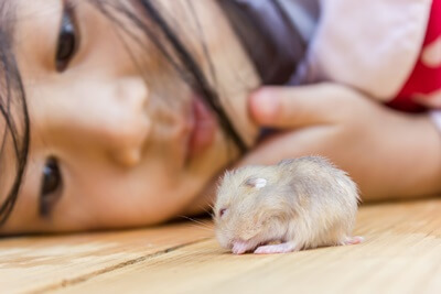 how to comfort a dying hamster