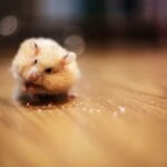 how to get your hamster to be quiet at night