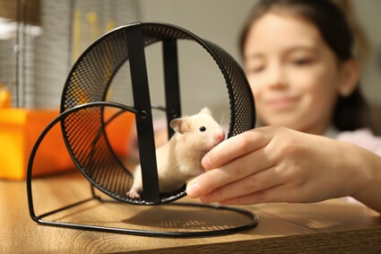 how to get your hamster to trust you