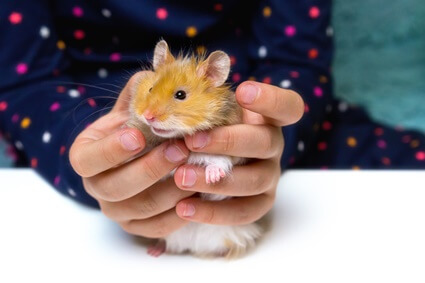 how to make hamsters live longer