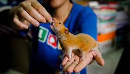 how to make your hamster do tricks