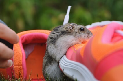 how to teach your hamster to do tricks