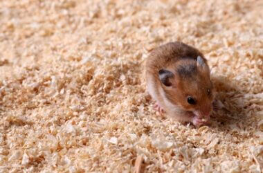 how to treat diarrhea in hamsters