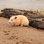 is beach sand safe for hamsters?