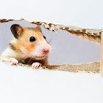is it OK to give hamsters cardboard?