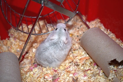 ¿Es normal que los hamsters tengan caca verde?