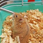 is milk good for hamsters?