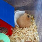 is my hamster dead or hibernating?