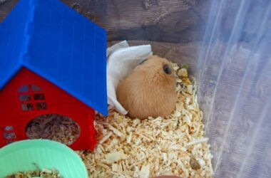 is my hamster dead or hibernating?