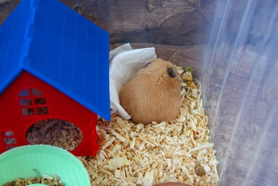 is my hamster dead or hibernating?
