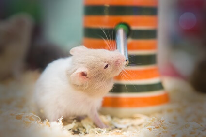 is my hamster underweight?