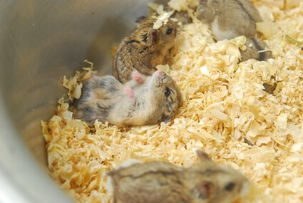 monthly cost of owning a hamster