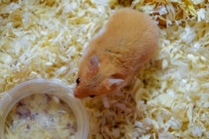 safe hamster bedding alternatives