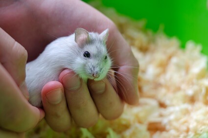 should I hold my dying hamster?