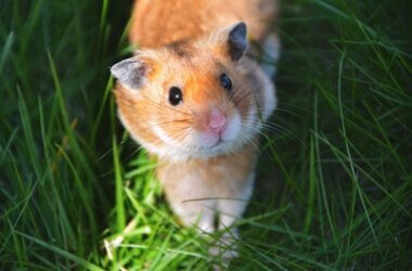 should i get a hamster or guinea pig?