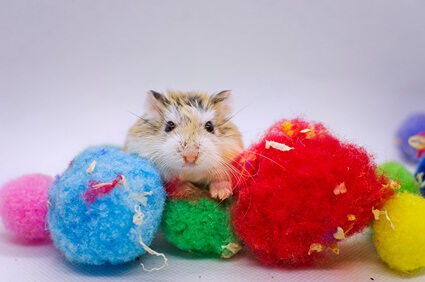 ways to entertain hamsters