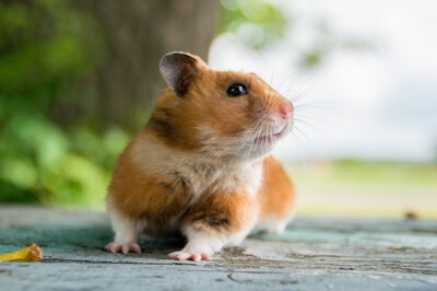 what age can you tell the gender of a hamster?
