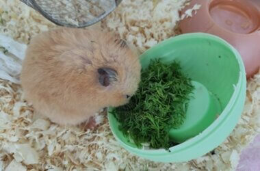what are some vegetables hamsters can eat?