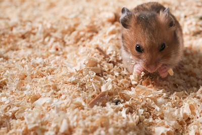 what do mites do to hamsters?