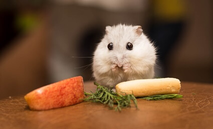 what do old hamsters eat?