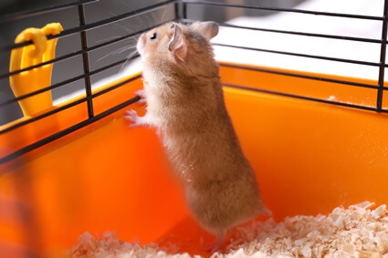 what does it mean when hamsters make noises?