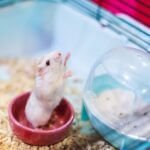 what does it mean when hamsters stand on their hind legs?