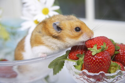 what fruits can my hamster eat?