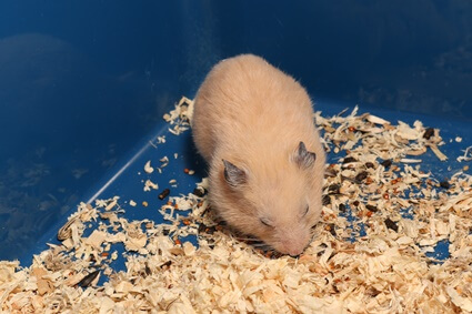 what hamster bedding not to use