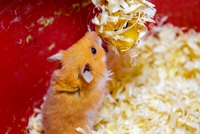 Changing deals hamster bedding