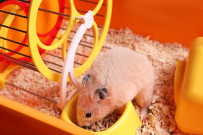 what is a substitute for hamster bedding?