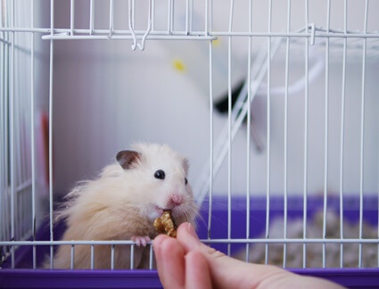 what meats can hamsters eat?