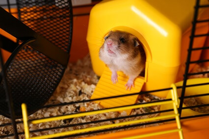 what noises do hamsters make when happy?