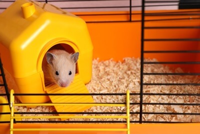 what noises does a hamster make?