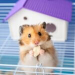 when can hamsters get pregnant?
