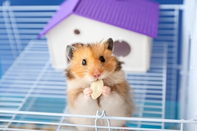 How Do Hamsters Get Pregnant
