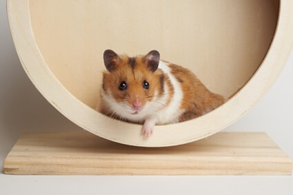 when can you tell the gender of a hamster?