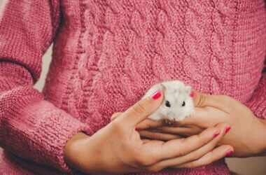 where do hamsters like to be pet the most?