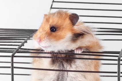 where would a hamster go if it escaped?