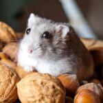 which nuts can hamsters eat?
