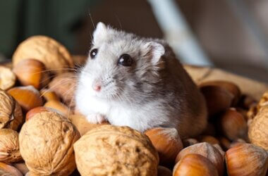 which nuts can hamsters eat?