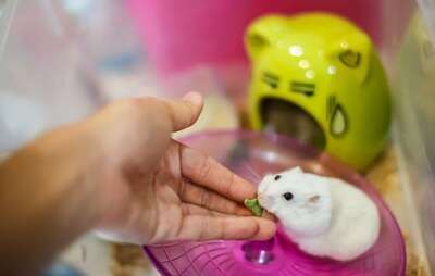 why are hamsters so adorable?