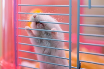 why do hamsters bite their cage bars?